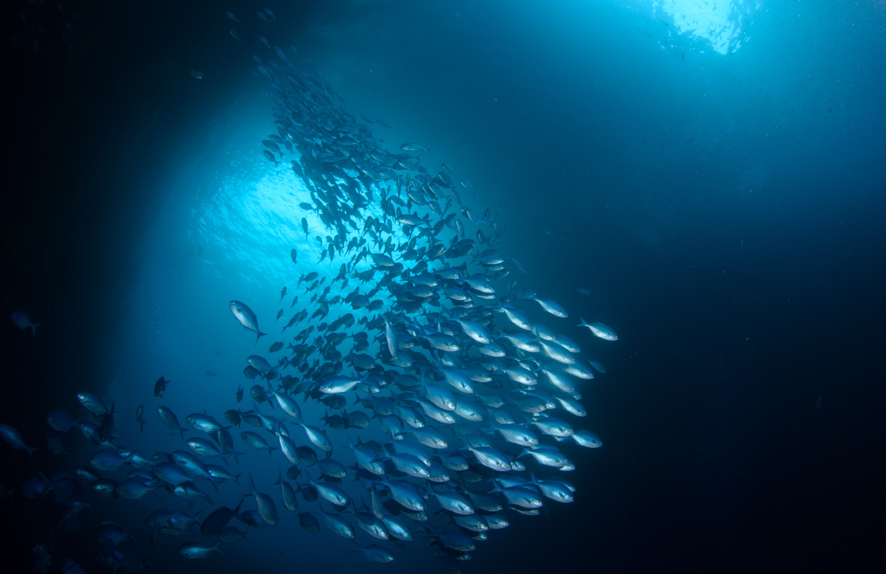 DSC_2223 – crispin, nz, new, zealand, new zealand, aug16_cm, crispin, nz, new, zealand, new zealand, aug16_cm, Keywords:
new, zealand, new zealand, nz, crispin, Blue, Maomao, Arch, Poor, Knights, Islands, mao mao, mao, marine, reserve, northland, Scorpis, violacea, reef, scene